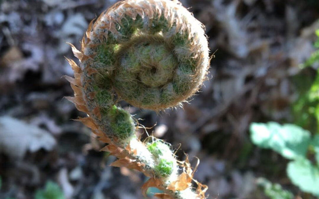 Stepping out of survival